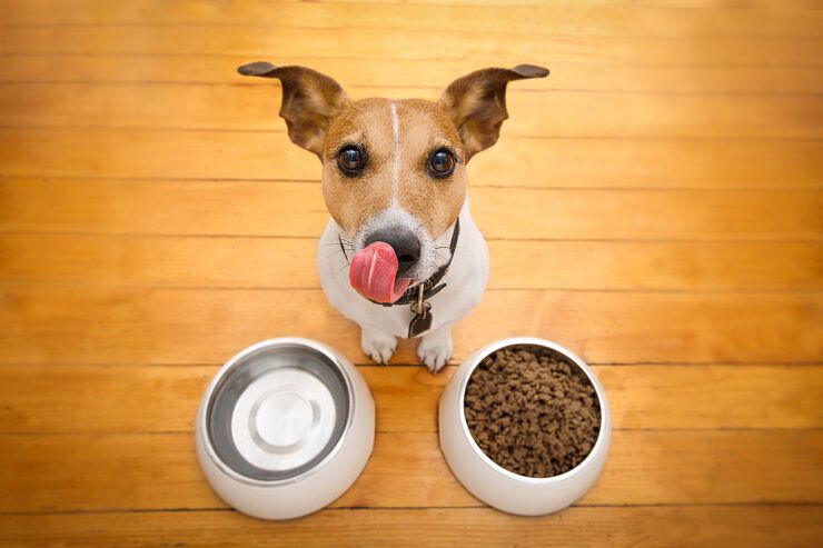 A dog with large ears licking its lips, sitting on a wooden floor between two bowls&mdash;one filled with water and the other with dry food.